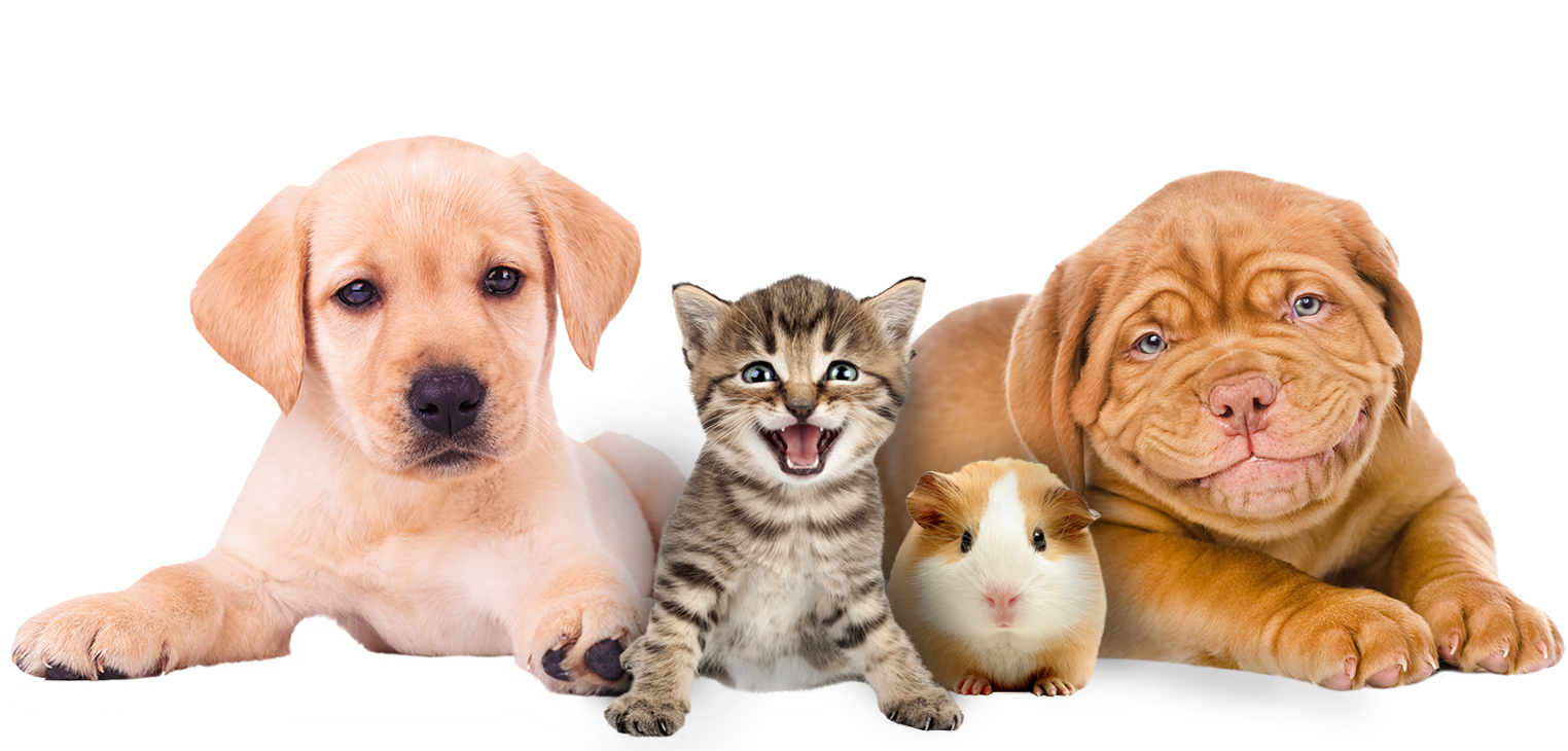 boardwalk_pets